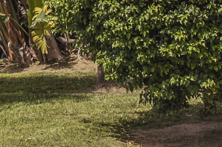 Normativa para el cuidado y mant. de los jardines particulares